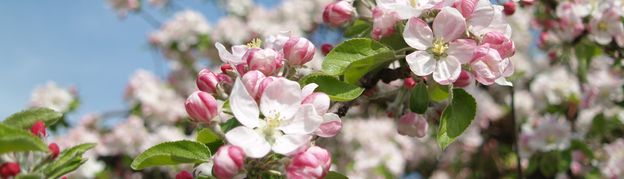 Frühling in Südtirol